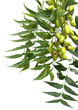 neem ou margousier, Immunostimulant ayurvédique