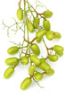 fruits du neem, antiseptique et anti-moustique naturel