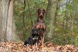 mere et le chiot dobermann en pose tres fiere dans les bois mere et le chiot dobermann en pose tres fiere dans les bois