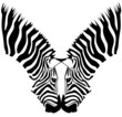 coppia zebre
