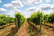 grapevine rows