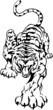 Tiger Crawling