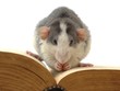 knowledge digestion