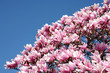 Blooming magnolia