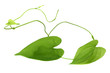 liane volubile liane volubile