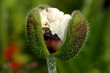 Foto: Weisser Mohn - white poppy Weisser Mohn - white poppy