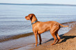 dog on beach vizsla dog on beach vizsla