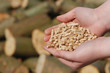 Holzpellets als regenerative Energie und Bioenergie aus Bäumen