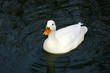 Ente