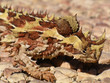 Thorny Devil