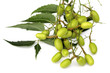 grappe de fruits et feuille de neem