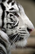 White Tiger Portrait Close Up White Tiger Portrait Close Up