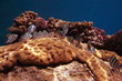 Sergente Maggiore coral