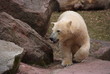 Eisbär 1
