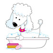 Poodle Bath Poodle Bath