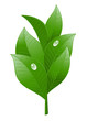 Tea leaf on white background. Vector-Illustration