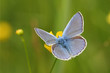 Blauer Schmetterling auf Dotterblume