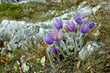 pasqueflower