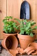 Gardening - Herbs In Pots