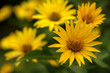 gelbe blüte