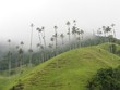 cocora