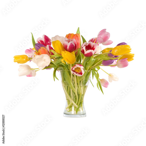 tulips tulips