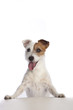 jack russell terrier standing