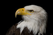 Weißkopfseeadler Porträt