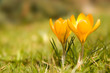 Krokus