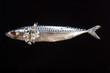 Makrele,frisch,Lat.scomber_scombrus,
