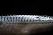 Makrele,frisch,Lat.scomber_scombrus,