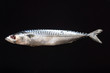 Makrele,frisch,Lat.scomber_scombrus,