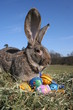 Osterhase