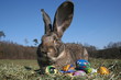 Osterhase