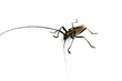 Capricorn beetle