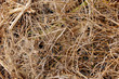 texture