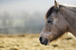 Portraitiert