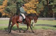 Pferd und Reiter