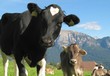 Kühe in den Alpen