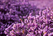 flowering erica
