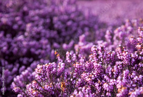 Foto: flowering erica flowering erica