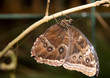 Owl Butterfly