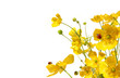 Yellow buttercups with ladybug on white Yellow buttercups with ladybug on white