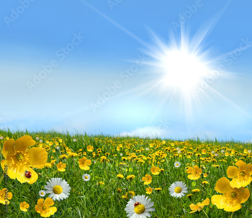 Photo: Field full of wild flowers Field full of wild flowers