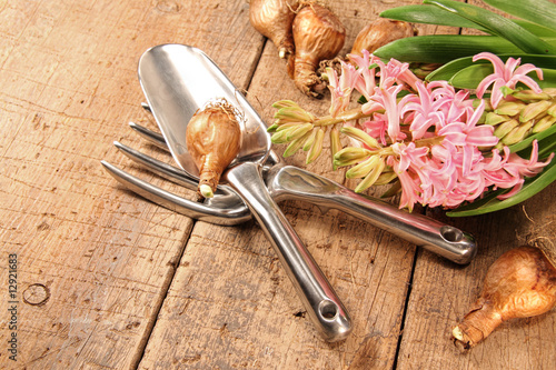Photo: Hyacinth flowers with garden Hyacinth flowers with garden