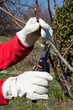 Gardening, pruning