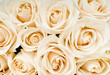A Bouquet of White Roses A Bouquet of White Roses