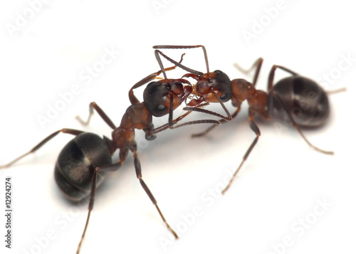 Foto: oh, darling. warm greetings of forest ants oh, darling. warm greetings of forest ants