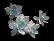 Echeveria