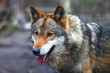 Canis Lupus